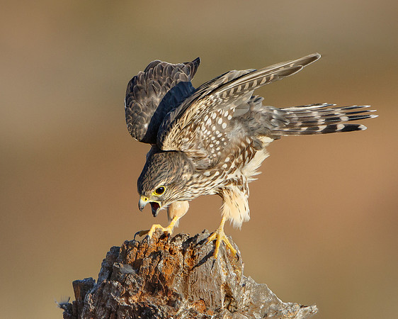 Merlin