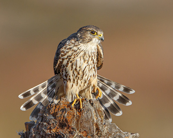 Merlin