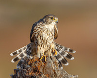 Merlin