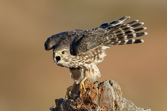 Merlin