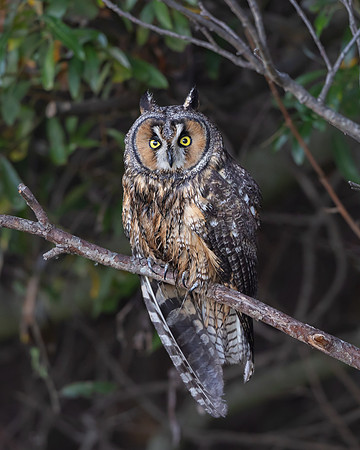 Long-eared Owl