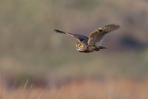 Long-eared Owl