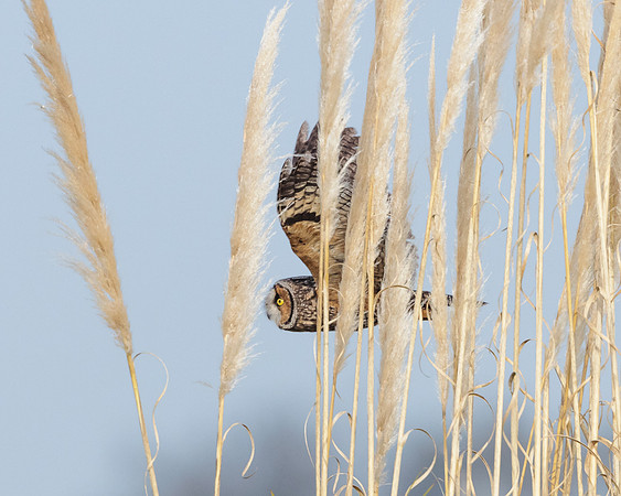 Long-eared Owl