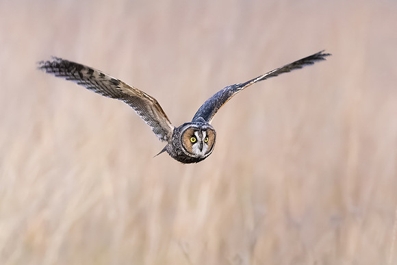 Long-eared Owl