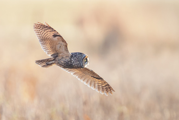 Long-eared Owl
