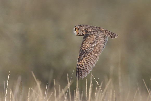 Long-eared Owl