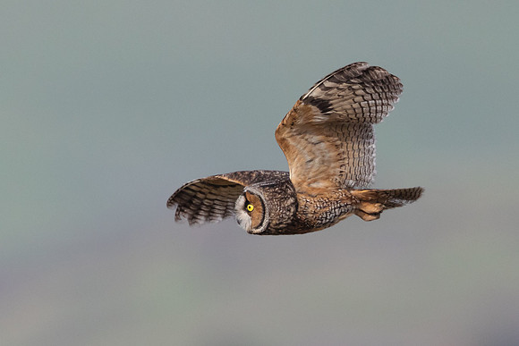 Long-eared Owl