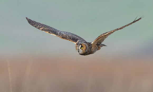Long-eared Owl