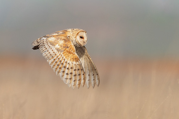Barn Owl