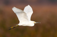 Snowy Egret