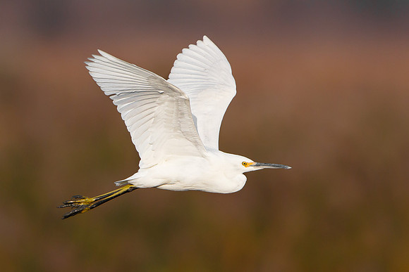 Snowy Egret