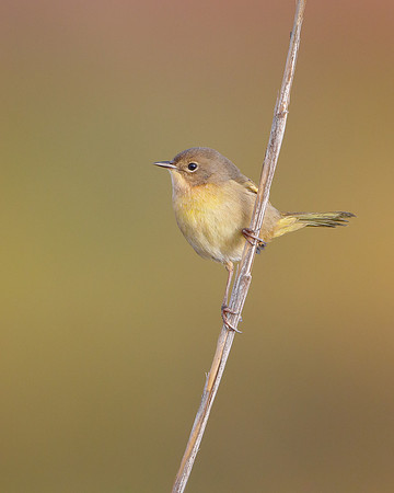 Common Yellowthroat, immature