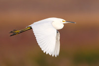 Snowy Egret