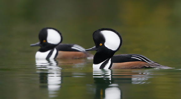 Hooded Mergansers