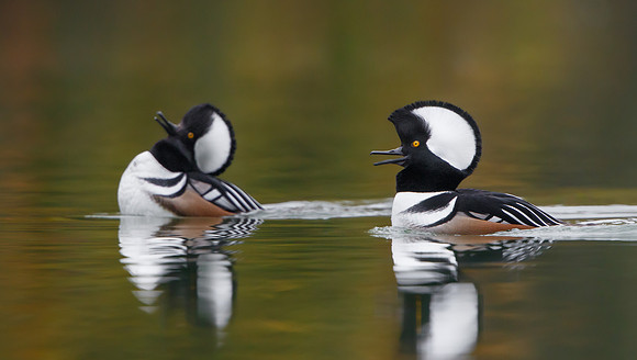 Hooded Mergansers
