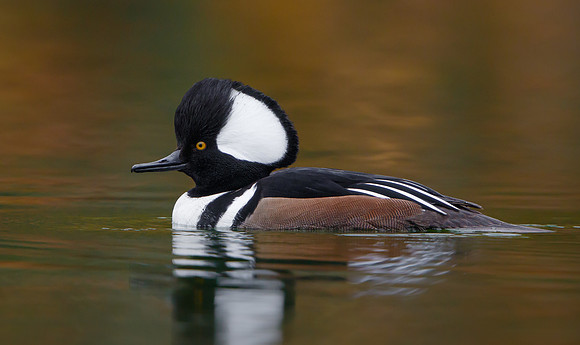 Hooded Merganser