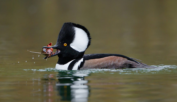 Hooded Merganser
