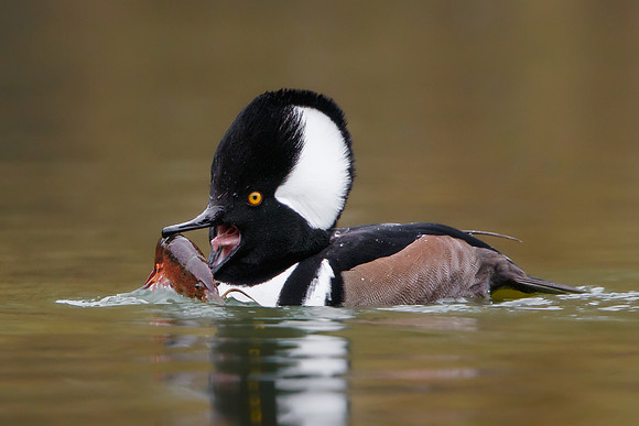 Hooded Merganser