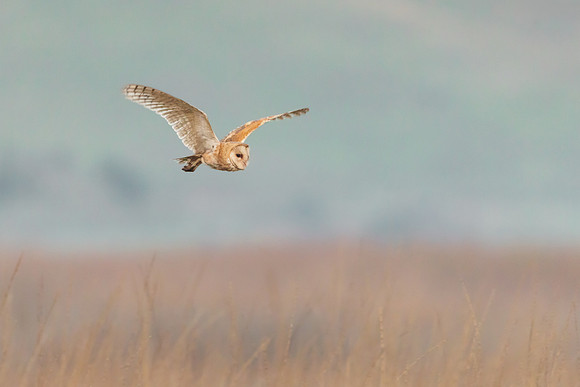 Barn Owl