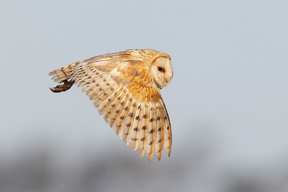 Barn Owl