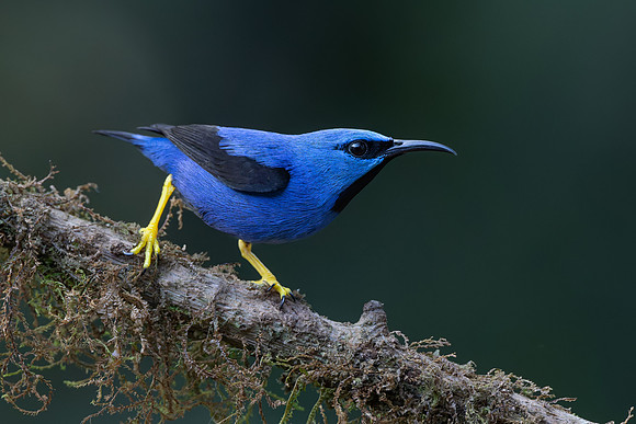 Shining Honeycreeper