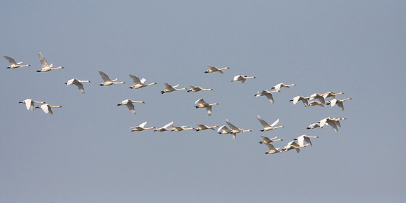 Tundra Swans