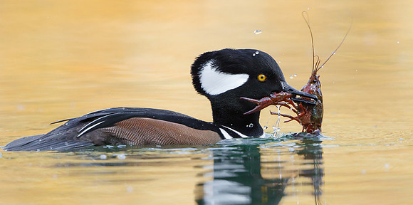 Hooded Merganser, with crayfish
