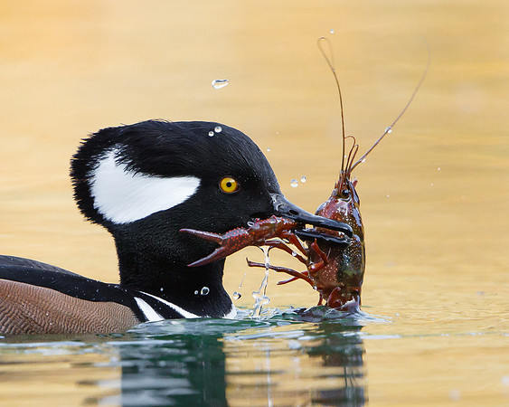 Hooded Merganser, with crayfish