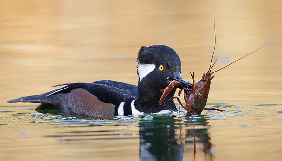 Hooded Merganser, with crayfish