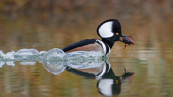 Hooded Merganser, with crayfish