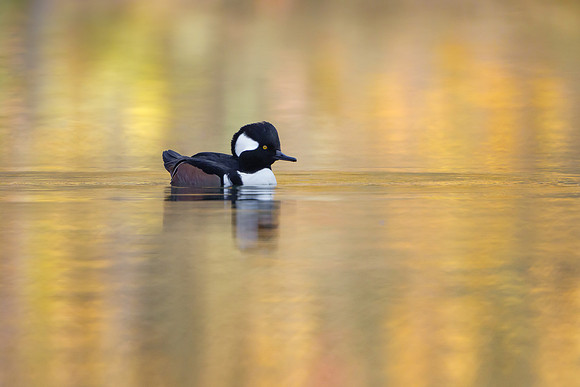 Hooded Merganser