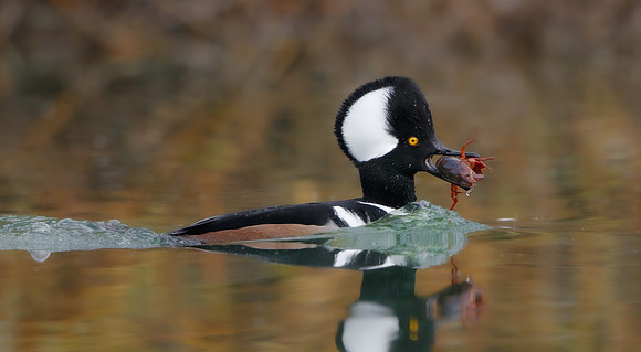 Hooded Merganser, with crayfish