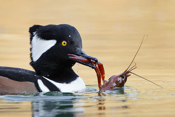 Hooded Merganser, with crayfish