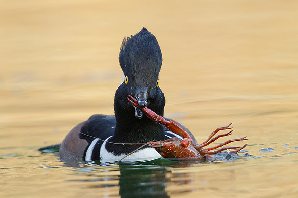 Hooded Merganser, with crayfish