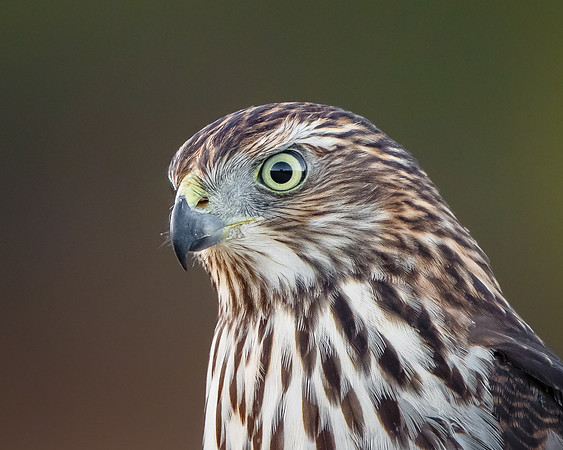 Cooper's Hawk