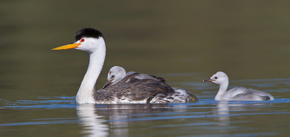 Clark's Grebe with chick riding atop parent