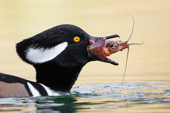 Once the appendages are removed .... meal time! One swallow is all it takes.