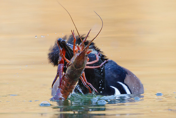 ... then a violent shake ... and the pincer begins to break free from the body.