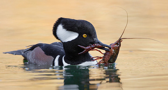 A Hooded Merganser with a freshly-caught crayfish.