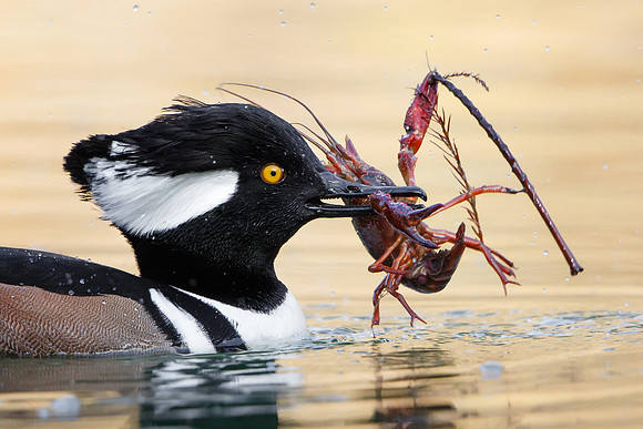 The crayfish is still grasping a twig, in a futile attempt to prevent being carried off.
