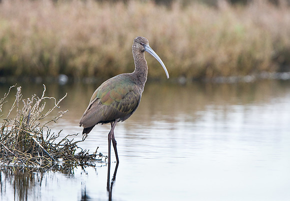 White-faced Ibis