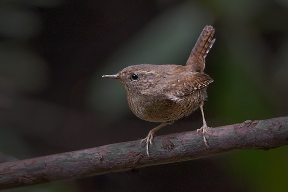 Pacific Wren
