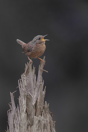 Pacific Wren
