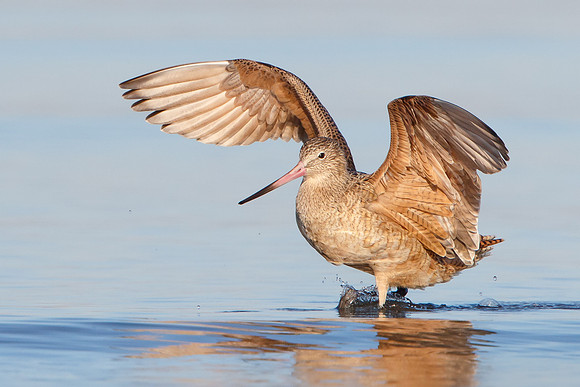 Marbled Godwit