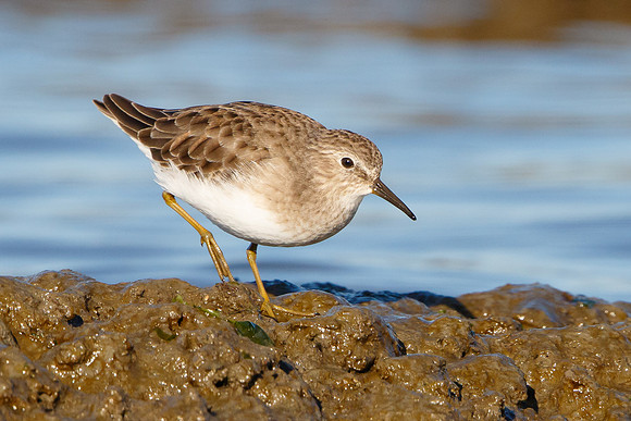 Least Sandpiper