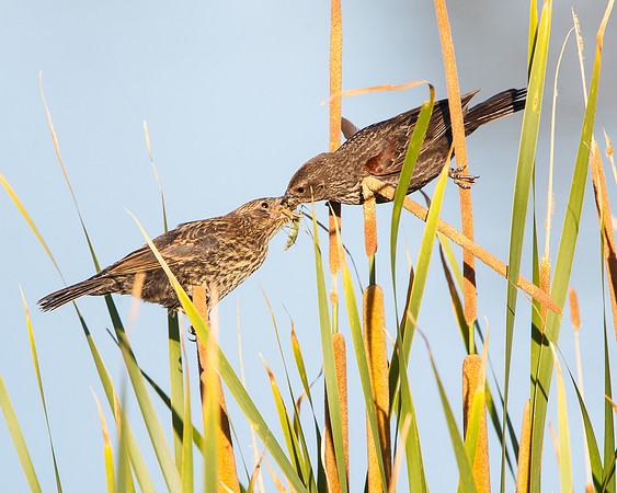 Female Red-winged Blackbird passing Praying Mantis to juvenile