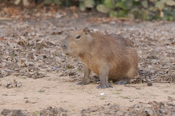 Capybara