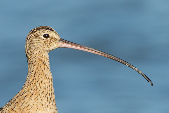 Long-billed Curlew