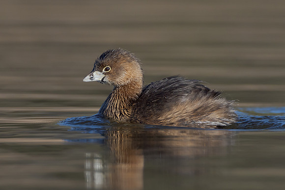 Pied-billed Grebe