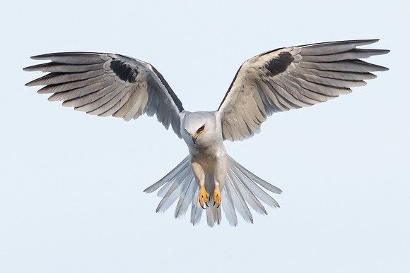 White-tailed Kite